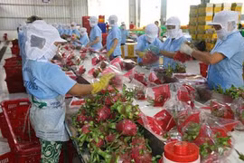 Vietnam por recuperar exportaciones a China 