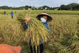 Vietnam traza 17 objetivos de desarrollo sostenible hasta 2030