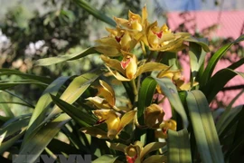 Provincia vietnamita exportó 34 millones de esquejes de flores en febrero