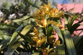 Provincia vietnamita exportó 34 millones de esquejes de flores en febrero