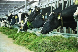 Fábrica lechera de Vietnam accede a mercado de China