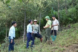 Política de protección forestal mejora la gestión de bosques en Vietnam