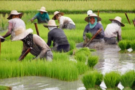 Exportaciones agrícolas y pesqueras de Filipinas crecieron en el primer trimestre de 2020