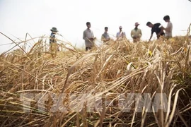 Fondo Verde para el Clima respalda a Vietnam a mejorar la resiliencia climática
