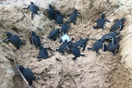 Liberan en provincia vietnamita 45 tortugas bebés en la naturaleza