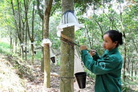 Planean construir tres plantas de procesamiento de caucho en región norteña de Vietnam