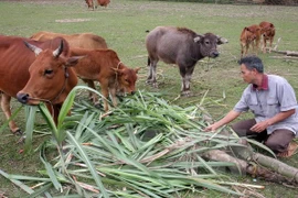 Alcanza Vietnam logros impresionantes en reducción de pobreza 