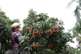 Producción agrícola en provincia vietnamita de Hai Duong crece 7,8 por ciento 