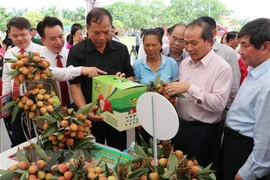 Provincia vietnamita de Hai Duong por promover la exportación de lichi