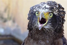 Liberarán águila entregada voluntariamente por un ciudadano vietnamita