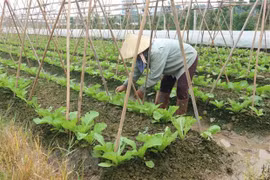Número de pedidos a empresas en delta de río Mekong reportan caída severa