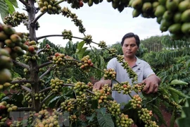 Café de Vietnam conquista el mercado mundial