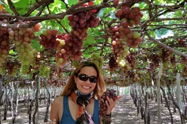 Grandes avances de provincia de Ninh Thuan en el turismo agrícola