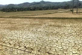 Sequía afecta la producción agrícola en Camboya