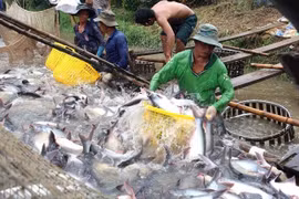 Exportaciones acuícolas de Vietnam siguen en recuperación