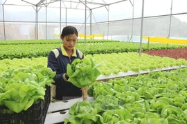 Sector agrícola de Hanoi busca crecer después de la epidemia