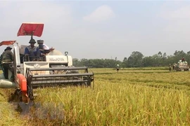 Banco Mundial apoya actividades de agricultores en Filipinas