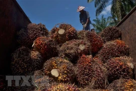 Critica Indonesia a la UE por restringir importaciones de aceite de palma 