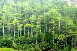 Promulgan en Vietnam estándares nacionales de manejo forestal 