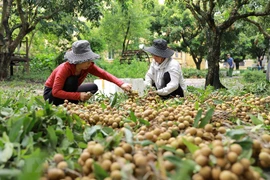 Buscan ampliar oportunidades para la exportación del longan de Vietnam 