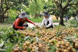 Buscan ampliar oportunidades para la exportación del longan de Vietnam 