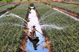 Provincia vietnamita de Long An encabeza ingreso presupuestario en delta de Mekong