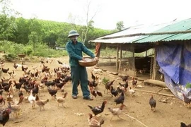 Provincia vietnamita declara fin de epidemia de gripe aviar A/H5N6