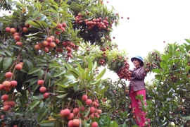 Llega a Japón el primer lote de lichi fresco de Vietnam