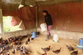 Insta Gobierno vietnamita a reforzar la prevención contra enfermedades del ganado