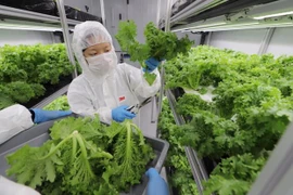 Singapur planea aumentar producción nacional de alimentos 