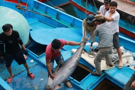 Vietnam prevé crecimiento de sus exportaciones de atún para 2020