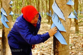 Crecen exportaciones de caucho natural de Camboya pese a crisis del COVID-19