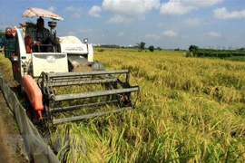 Exportaciones de arroz vietnamita caen en volumen pero aún aumentan de valor