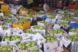 Camboya exporta primer lote de mango fresco a China