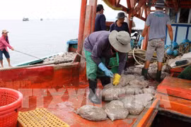 Provincia vietnamita se incorpora al combate contra pesca ilegal