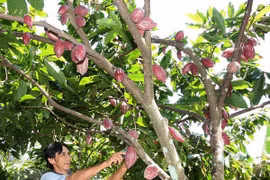 Aprecian grano de cacao de Vietnam por su sabor único