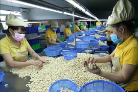 En alza exportaciones de anacardo de Vietnam en 2019