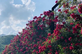 Reconocen a valle de rosas en Sapa como el más grande de Vietnam