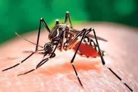 Provincia vietnamita fortalece la prevención y el control del chikungunya, el dengue y el zika