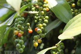 Exportaciones vietnamitas de pimienta a la India enfrentan desafíos