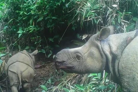 Captan imágenes de dos rinocerontes en amenaza de extinción en Indonesia 