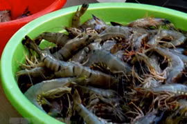 Caen los precios del camarón del Delta del Mekong a causa del COVID-19 