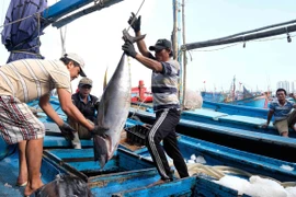 Garantizan seguridad de pescadores en medio del COVID-19 