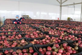 Exportaciones de verduras y frutas de Vietnam aumentan tras meses de caída