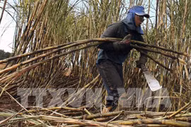 Tailandia busca camino de desarrollo para industria azucarera