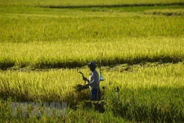 Indonesia espera firmar acuerdo RCEP este año