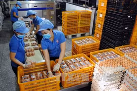Vietnam regula contingentes arancelarias para importación de tabaco crudo y huevos