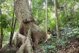 Aumenta cobertura forestal de Vietnam