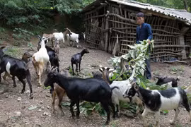 Provincia vietnamita de Kien Giang avance en reducción de pobreza sostenible