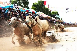 Carrera tradicional de bueyes en Vietnam aspira a convertirse en evento internacional